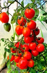 pendulina red1